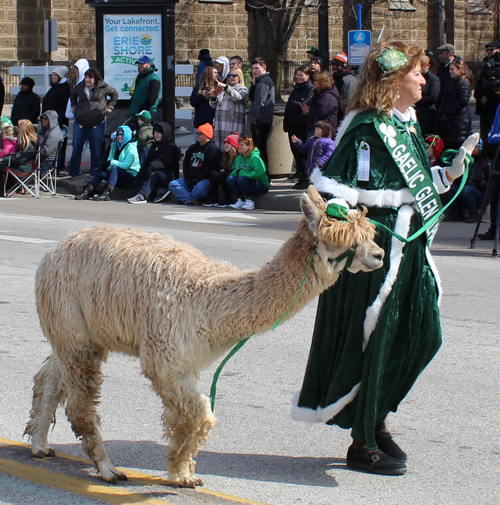 Gaelic Glen Alpacas in 2019 Cleveland St. Patrick's Day Parade